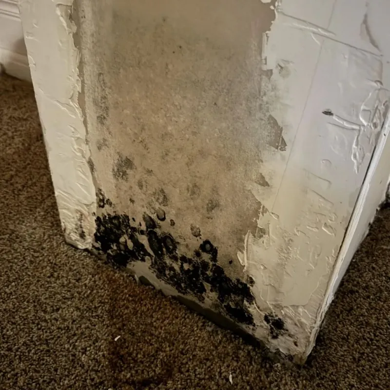 Professional Mold Removal in Lexington, NC